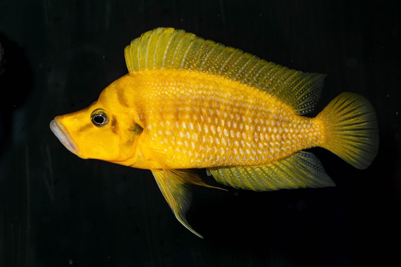 Altolamprologus compressiceps 'Kilima'